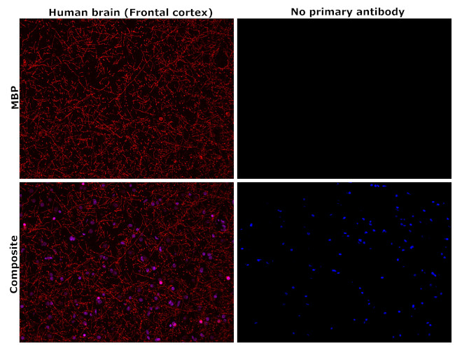 MBP Antibody in Immunohistochemistry (Paraffin) (IHC (P))
