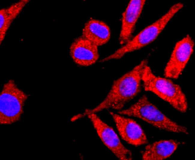 HLA-AB Antibody in Immunocytochemistry (ICC/IF)