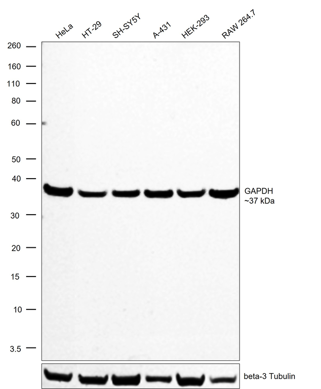 GAPDH Antibody in Western Blot (WB)