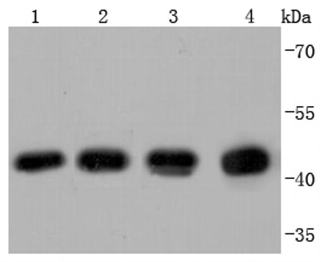 beta Actin Antibody in Western Blot (WB)