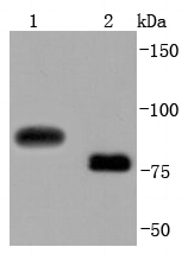 CD19 Antibody in Western Blot (WB)