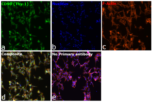 CD90 (Thy1) Antibody in Immunocytochemistry (ICC/IF)