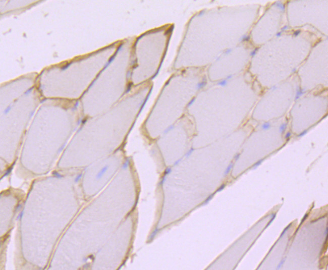 Dystrophin Antibody in Immunohistochemistry (Paraffin) (IHC (P))
