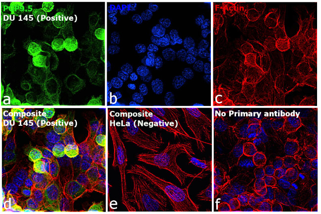 PGP9.5 Antibody in Immunocytochemistry (ICC/IF)