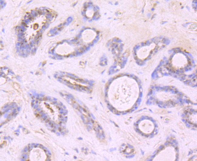 Growth Hormone Antibody in Immunohistochemistry (Paraffin) (IHC (P))