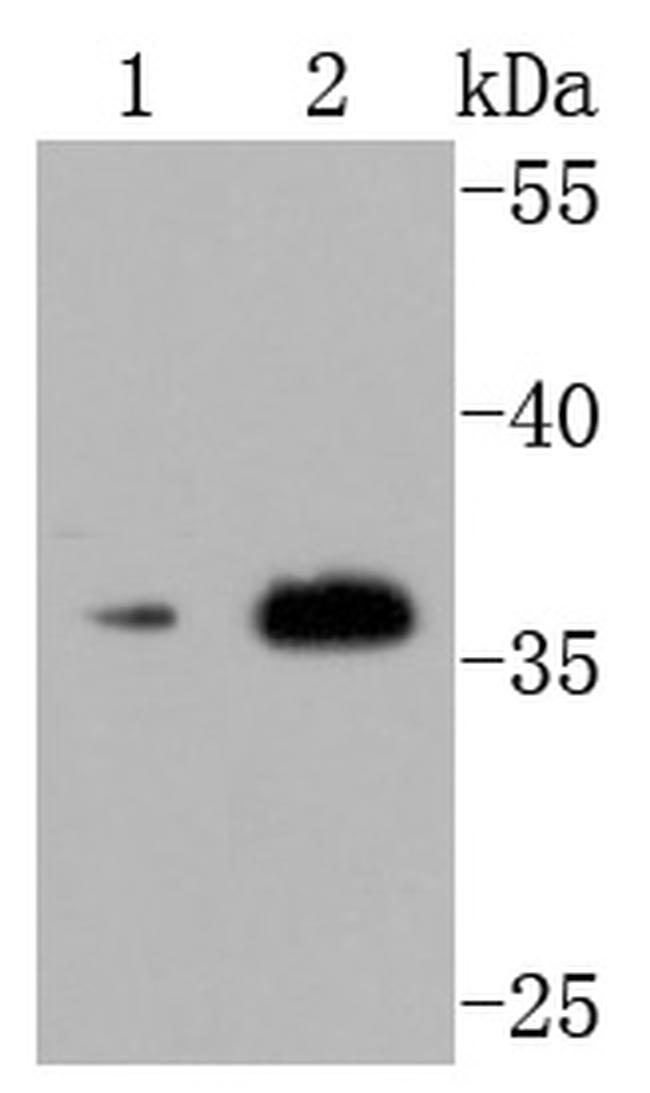 CD154 (CD40 Ligand) Antibody in Western Blot (WB)