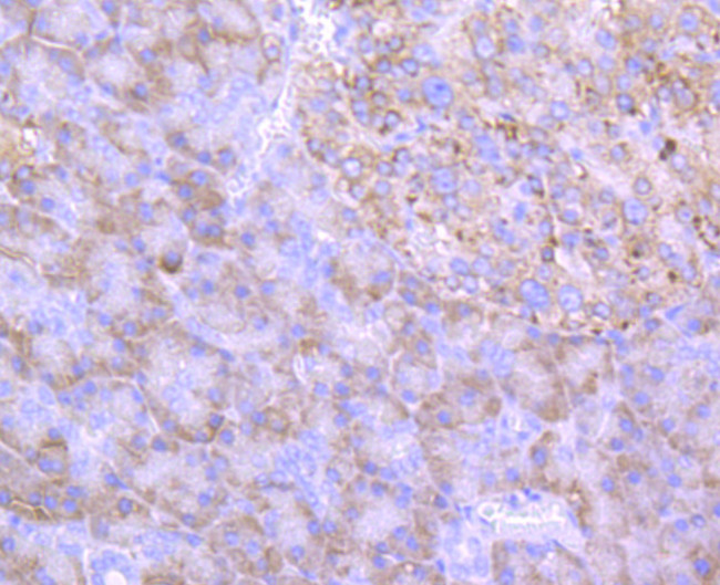 ERp57 Antibody in Immunohistochemistry (Paraffin) (IHC (P))