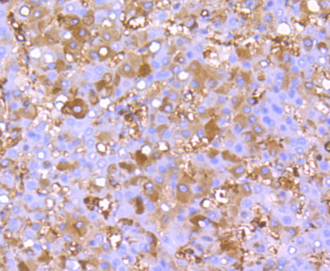 FGF21 Antibody in Immunohistochemistry (Paraffin) (IHC (P))