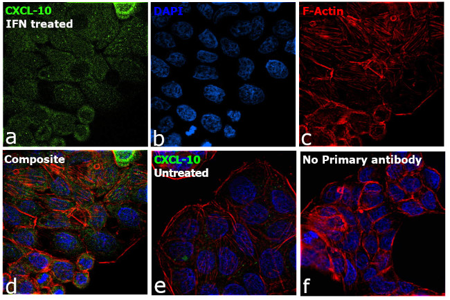 CXCL10 (IP-10) Antibody in Immunocytochemistry (ICC/IF)