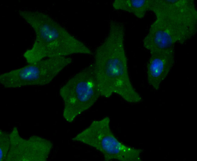 GOLPH2 Antibody in Immunocytochemistry (ICC/IF)