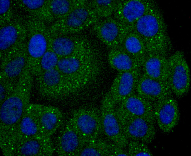 Calpain 2 Antibody in Immunocytochemistry (ICC/IF)
