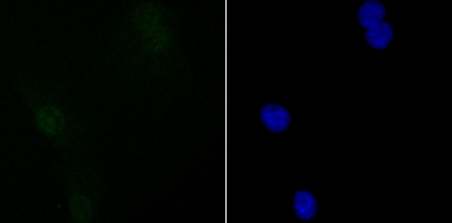 SIN3A Antibody in Immunocytochemistry (ICC/IF)
