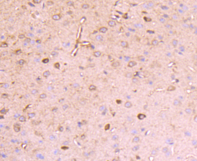 Reelin Antibody in Immunohistochemistry (Paraffin) (IHC (P))