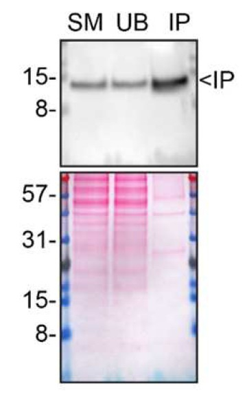 Galectin 1 Antibody in Immunoprecipitation (IP)