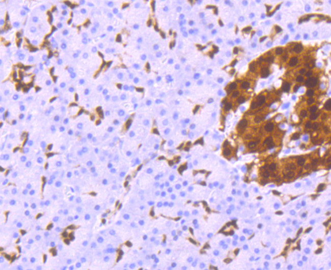 PDX1 Antibody in Immunohistochemistry (Paraffin) (IHC (P))
