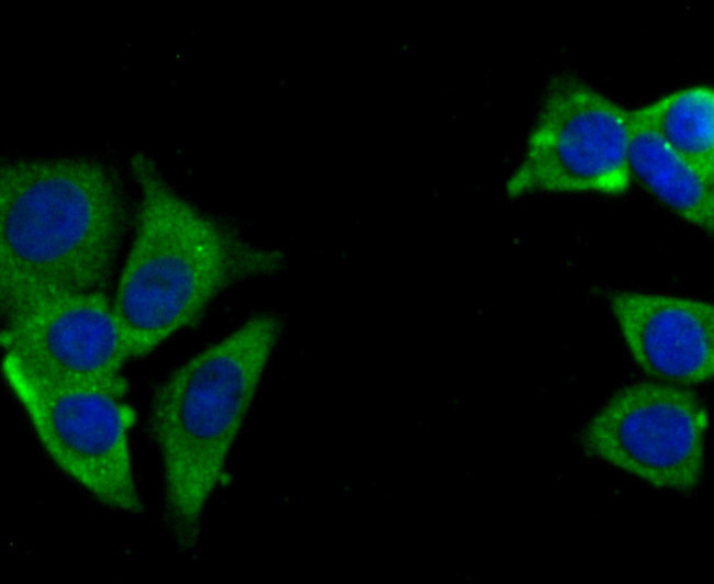 USP10 Antibody in Immunocytochemistry (ICC/IF)