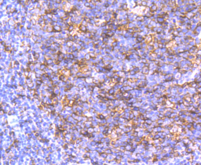 HLA-DQA1 Antibody in Immunohistochemistry (Paraffin) (IHC (P))