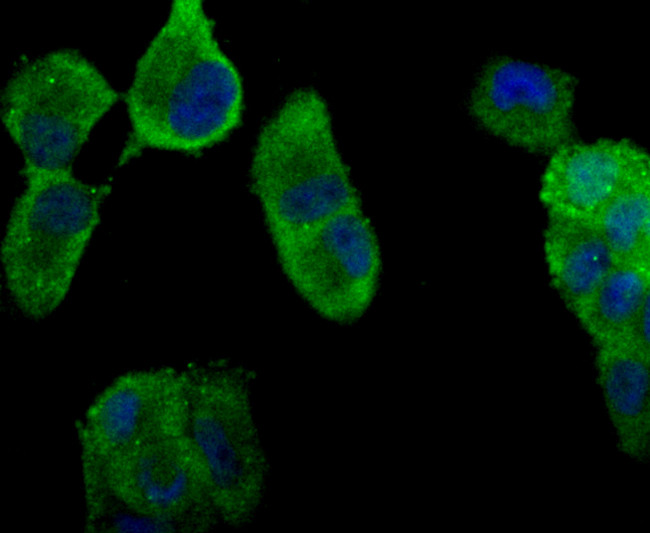PCSK9 Antibody in Immunocytochemistry (ICC/IF)