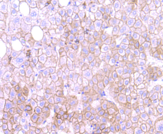MTERFD1 Antibody in Immunohistochemistry (Paraffin) (IHC (P))