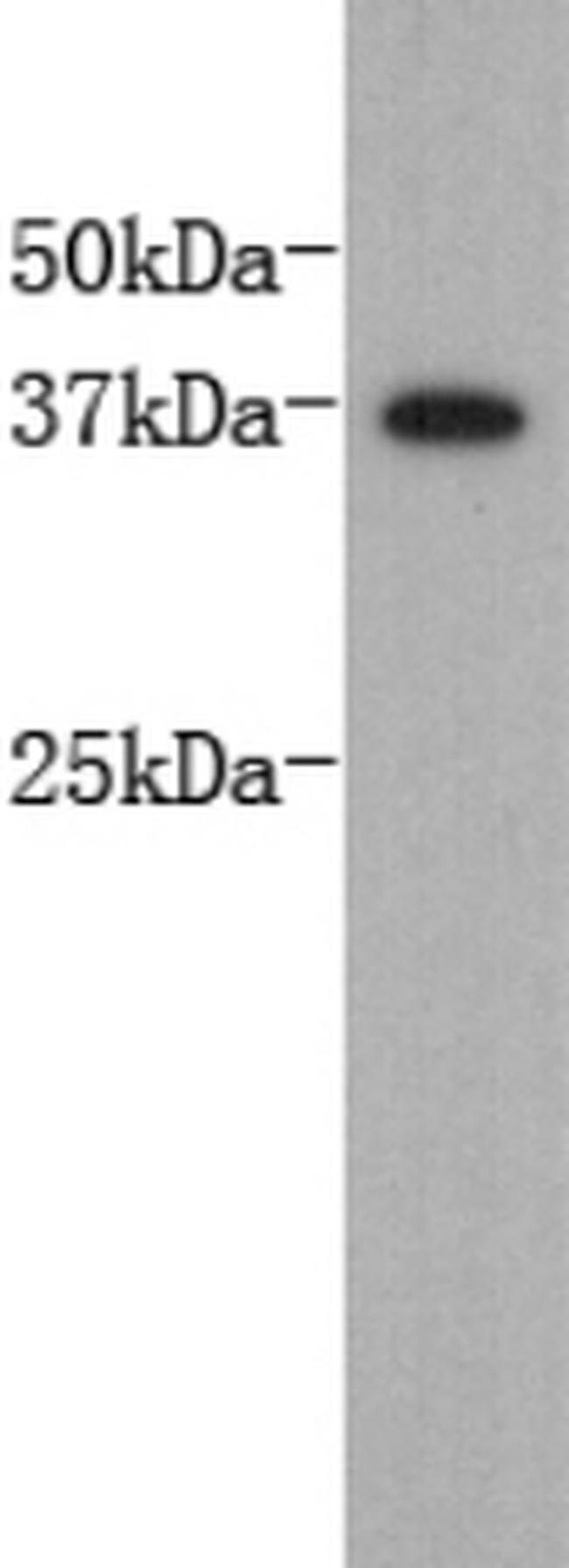 DPPA2 Antibody in Western Blot (WB)