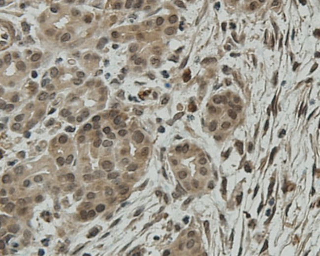 CCDC51 Antibody in Immunohistochemistry (Paraffin) (IHC (P))