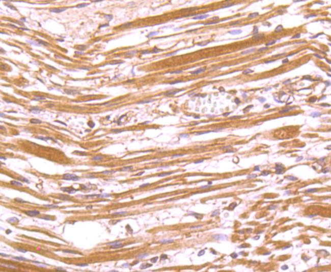 FAM3A Antibody in Immunohistochemistry (Paraffin) (IHC (P))