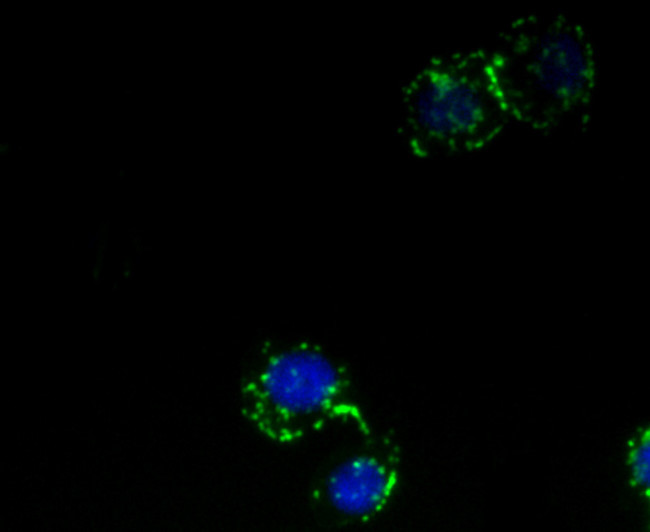 GRAMD1A Antibody in Immunocytochemistry (ICC/IF)