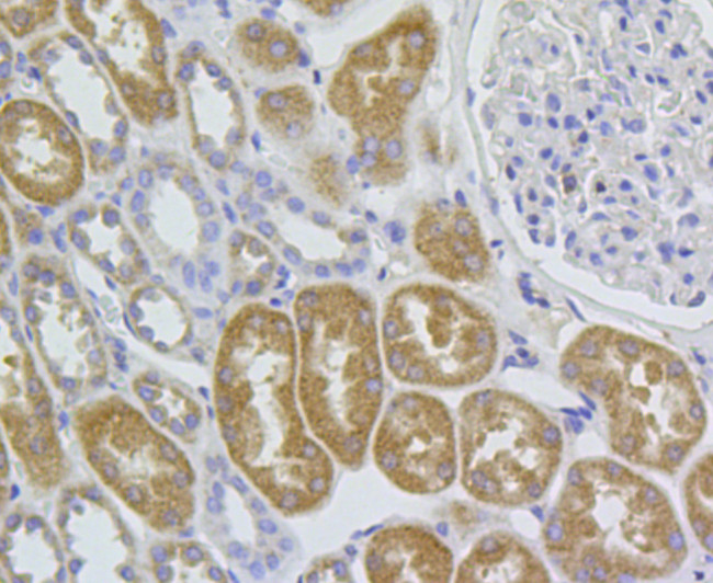 MROH7 Antibody in Immunohistochemistry (Paraffin) (IHC (P))