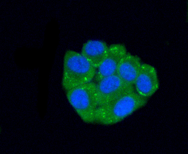 FAM213A Antibody in Immunocytochemistry (ICC/IF)