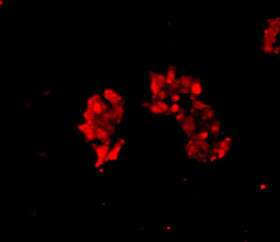 alpha-Cardiac Actin Antibody in Immunocytochemistry (ICC/IF)