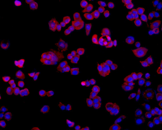TMEM177 Antibody in Immunocytochemistry (ICC/IF)
