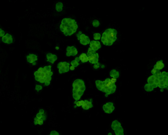 NXPE3 Antibody in Immunocytochemistry (ICC/IF)