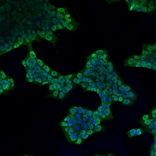 LIN28B Antibody in Immunocytochemistry (ICC/IF)