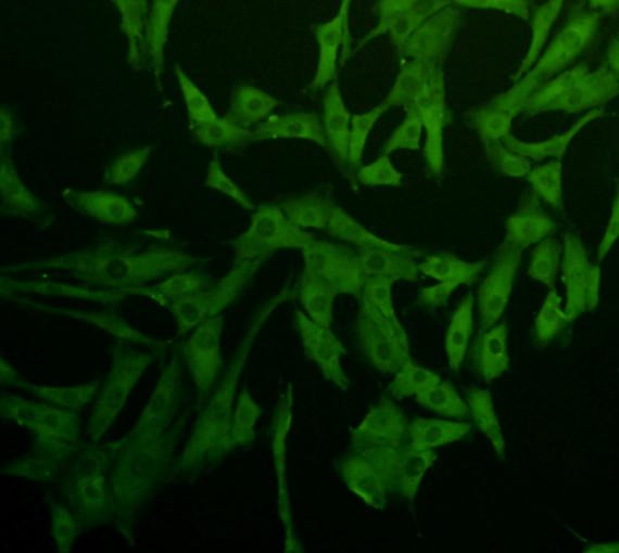 Caspase 1 Antibody in Immunocytochemistry (ICC/IF)