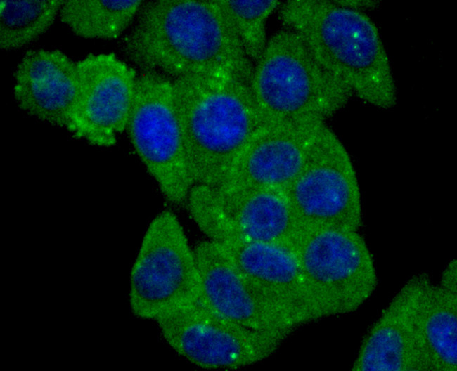BLCAP Antibody in Immunocytochemistry (ICC/IF)
