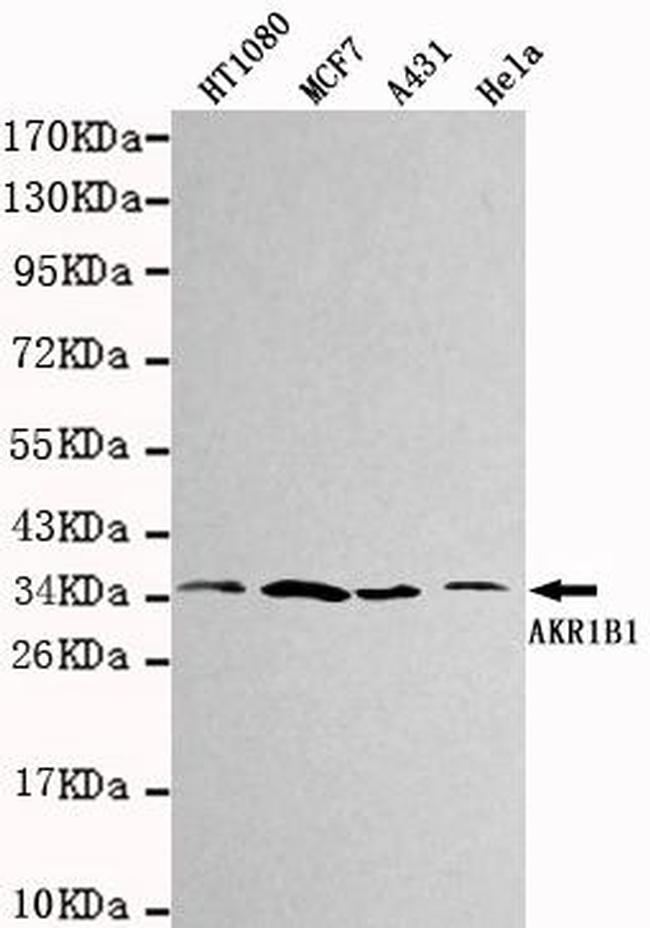 AKR1B1 Antibody in Western Blot (WB)