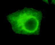 UHRF1 Antibody in Immunocytochemistry (ICC/IF)