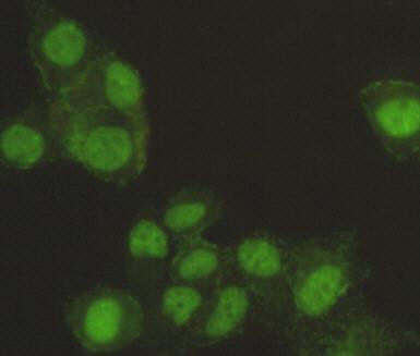 SAFB Antibody in Immunocytochemistry (ICC/IF)