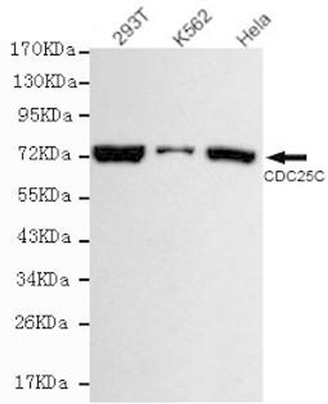 Cdc25C Antibody in Western Blot (WB)
