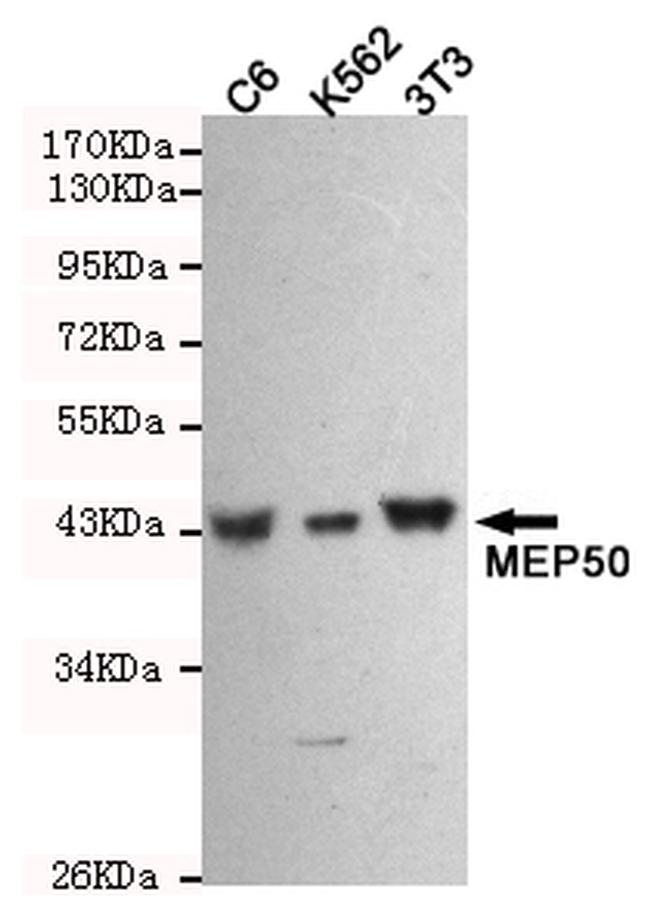 WDR77 Antibody in Western Blot (WB)