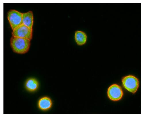 LGR5 Antibody in Immunocytochemistry (ICC/IF)