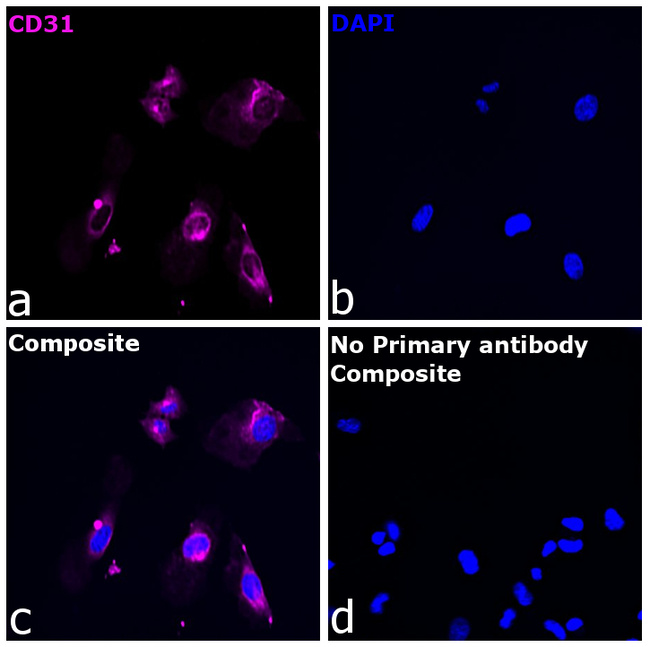 CD31 Antibody in Immunocytochemistry (ICC/IF)