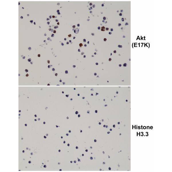 AKT1 (E17K Mutant) Antibody in Immunocytochemistry (ICC/IF)