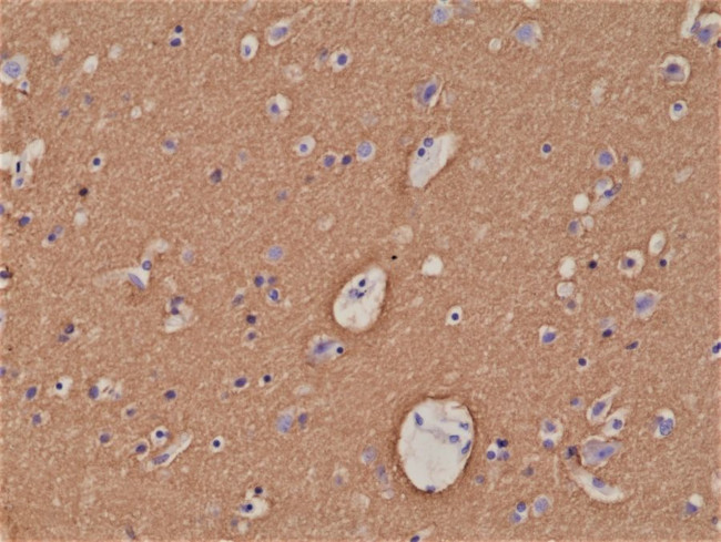 Syntaxin 1 Antibody in Immunohistochemistry (Paraffin) (IHC (P))