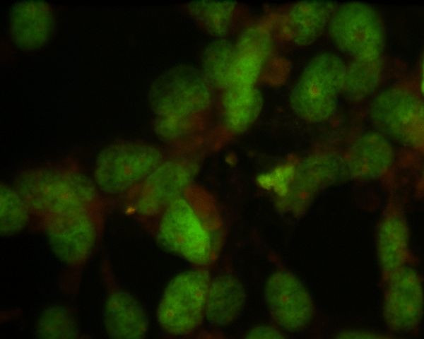 Nuclear Antigen Antibody in Immunocytochemistry (ICC/IF)