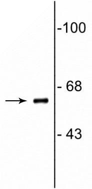 COBRA1 Antibody in Western Blot (WB)