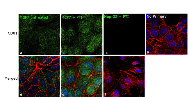 CD81 Antibody in Immunocytochemistry (ICC/IF)
