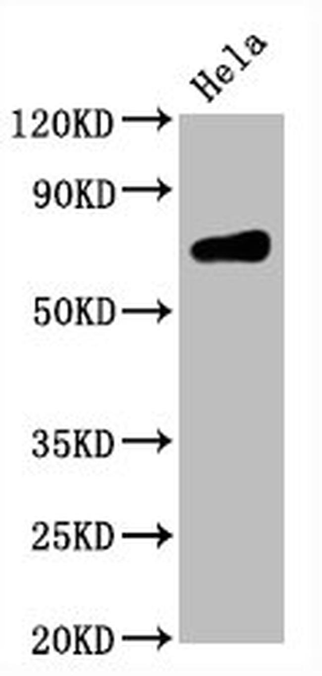 CD86 Antibody in Western Blot (WB)