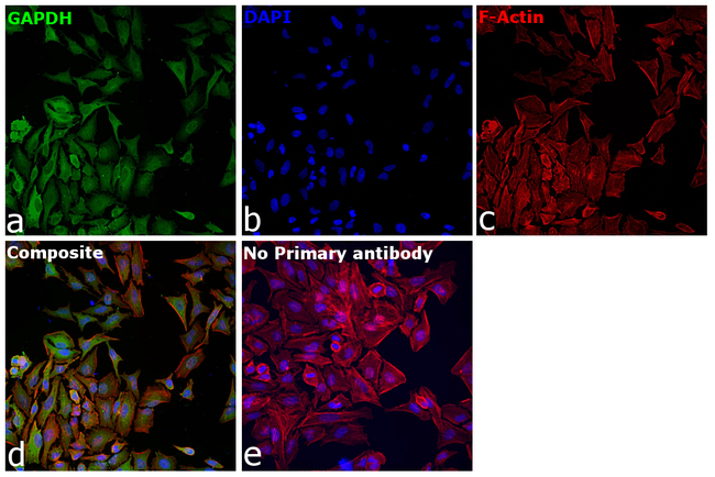 GAPDH Antibody in Immunocytochemistry (ICC/IF)