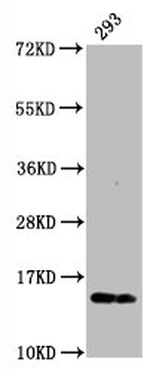 Phospho-Histone H2A.X (Ser139) Antibody in Western Blot (WB)